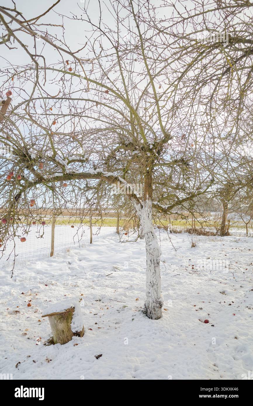 Photo d'un verger de pommiers en hiver. Banque D'Images