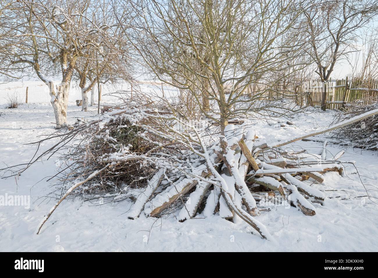 Tas de branches coupées après la taille et le rangement du verger. Banque D'Images