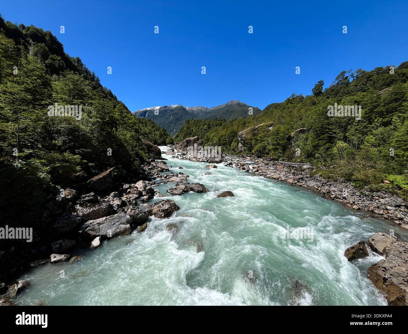 Une rivière bleu clair éclatante coule à travers l'ancienne forêt de Patagonie sous un ciel bleu clair, créant un contraste saisissant avec la végétation luxuriante Banque D'Images