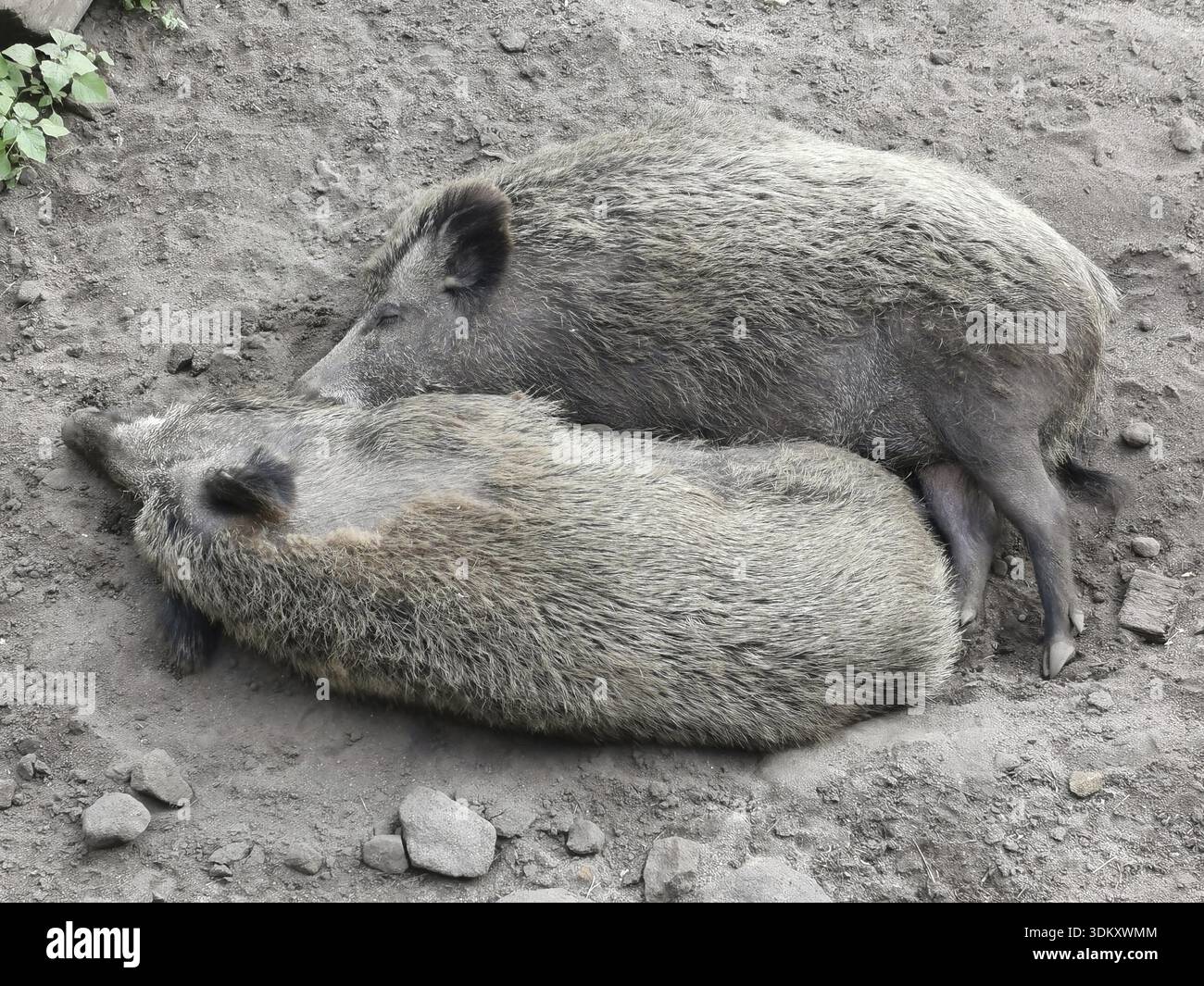Deux sangliers (sus scrofa) couchés harmonieusement proches l'un de l'autre sur un sol terrestre, Ying yang, zoo, république tchèque Banque D'Images
