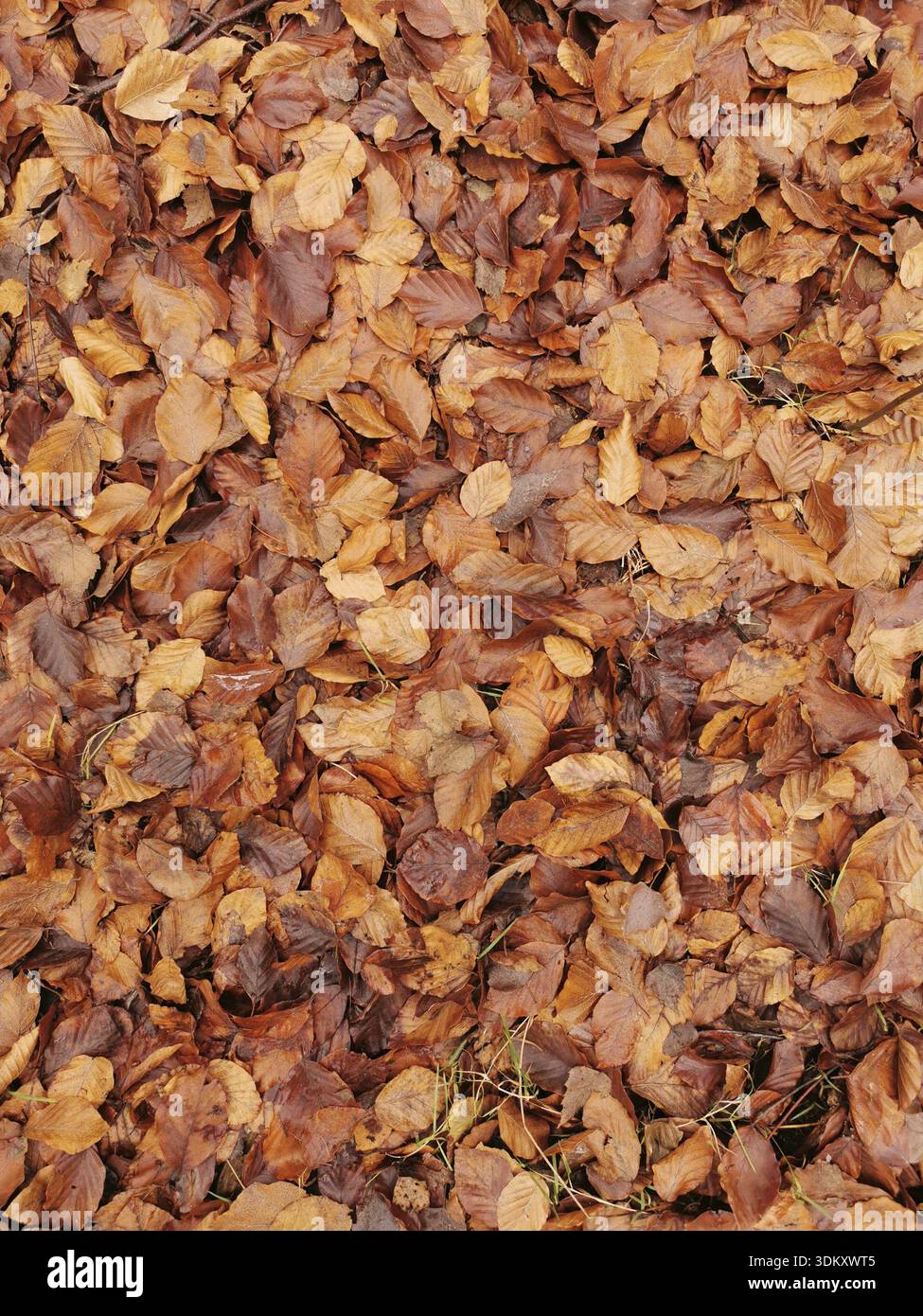 Tas de feuilles d'automne séchées dans différentes nuances de brun comme couverture du sol, parc naturel Frankenwald, Allemagne Banque D'Images