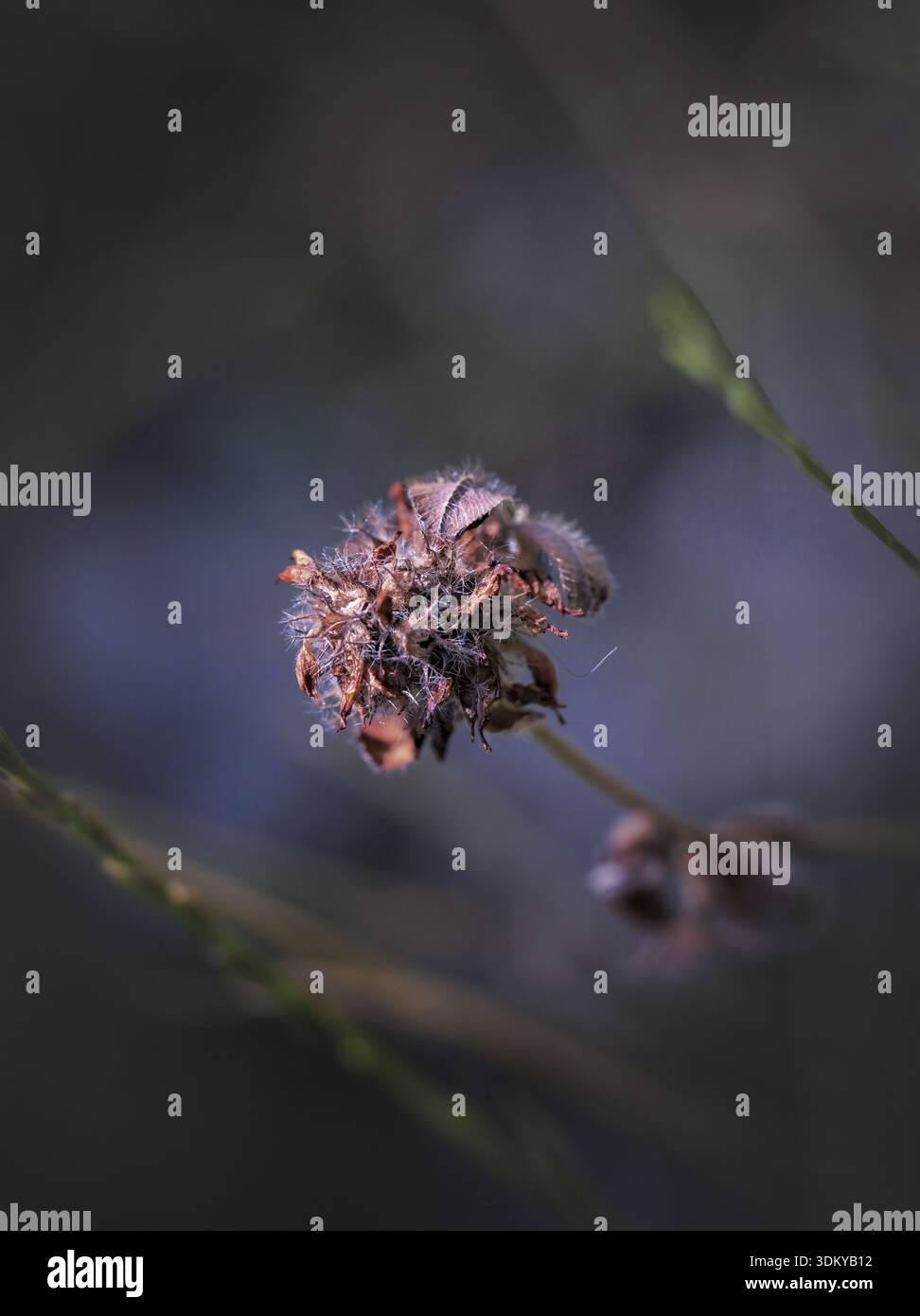 Plante sauvage séchée poussant naturellement dans la campagne grecque. Photographie botanique artistique en gros plan capturant la beauté des fleurs sauvages grecques indigènes. Banque D'Images