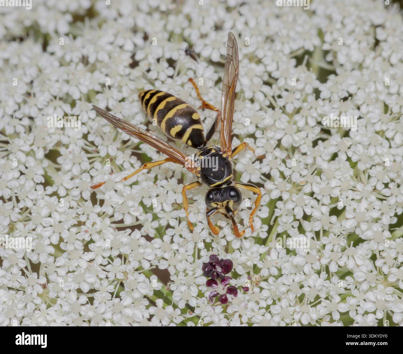 Guêpe des champs française « polistes dominilus » Banque D'Images