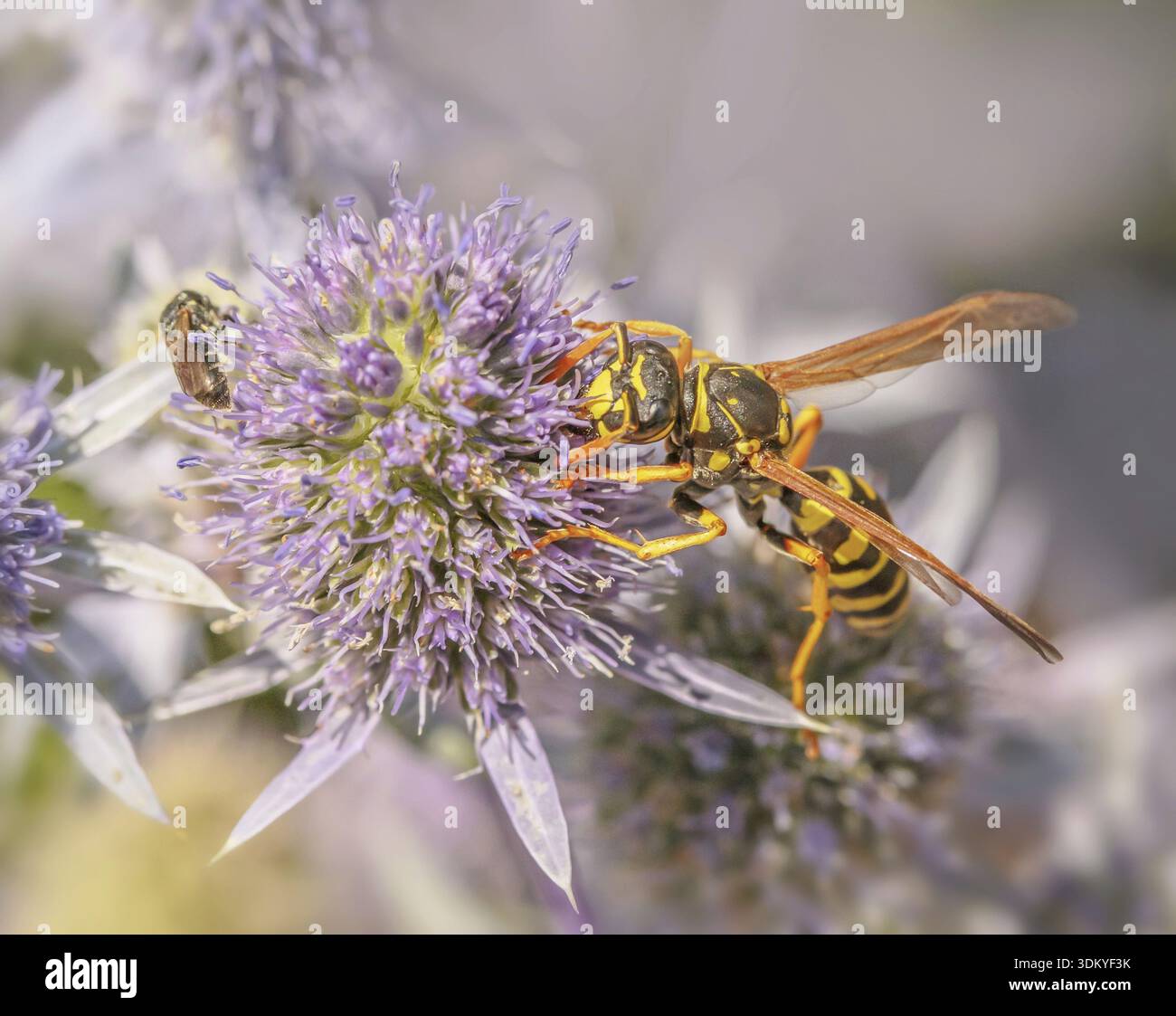 Guêpe des champs domestique 'polistes dominula', anciens noms : guêpe des champs française Polistes gallicus, guêpe des champs gauloise Banque D'Images