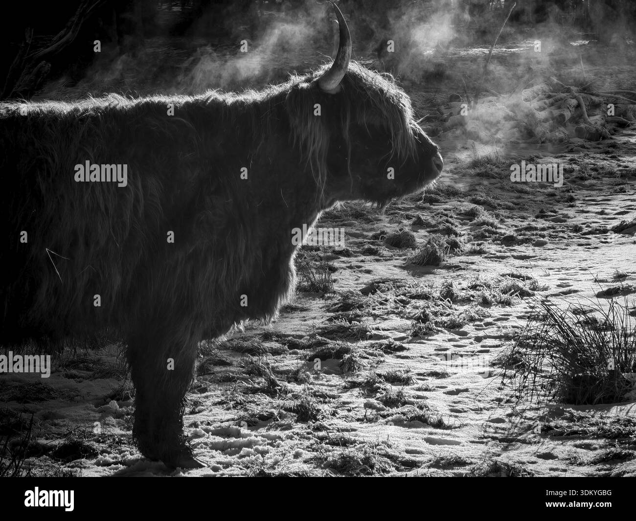 Silhouette d'un bovin des hautes terres (bos taurus taurus) respirant dans le froid, photographie noir et blanc, Rennsteig, parc naturel de frankenwald Banque D'Images