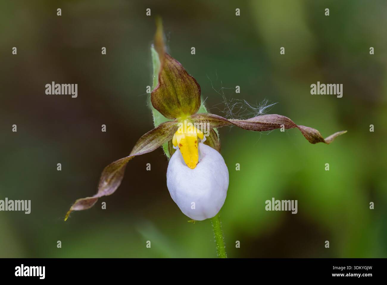 Mountain Lady's-Slipper, Cypripedium montanum, au lac Beaver dans la forêt nationale de Colville, État de Washington, États-Unis Banque D'Images