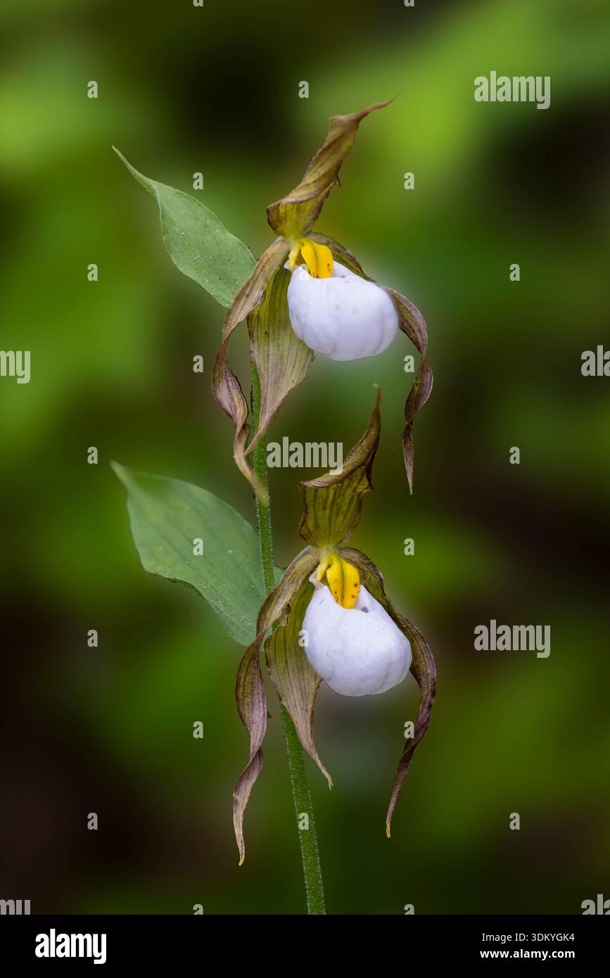 Mountain Lady's-Slipper, Cypripedium montanum, au lac Beaver dans la forêt nationale de Colville, État de Washington, États-Unis Banque D'Images