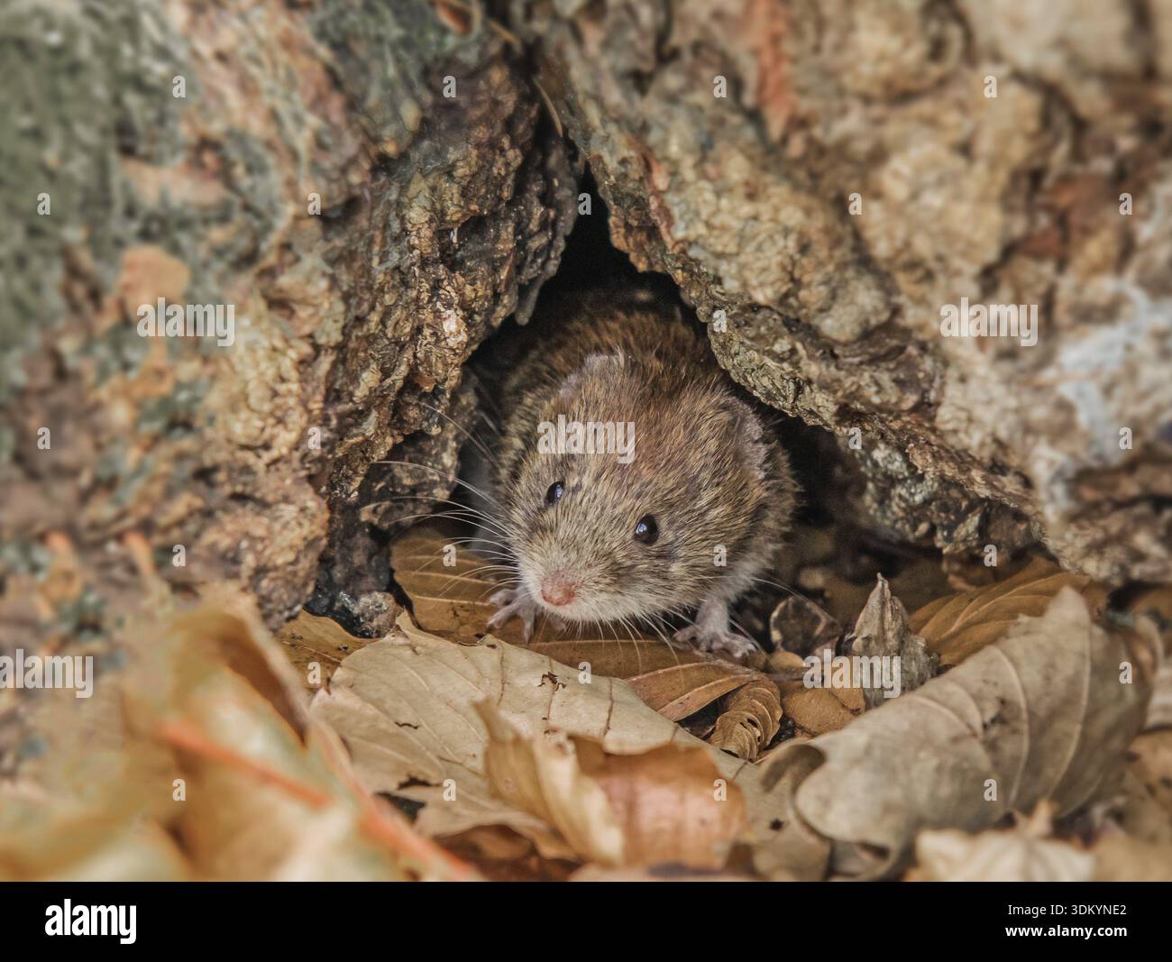 Souris rouge 'Clethrionomys glareolus' Banque D'Images