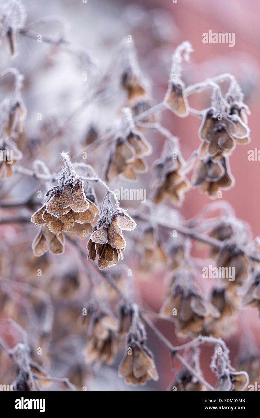 Graines congelées sur une branche d'arbre en hiver. Gros plan. Banque D'Images