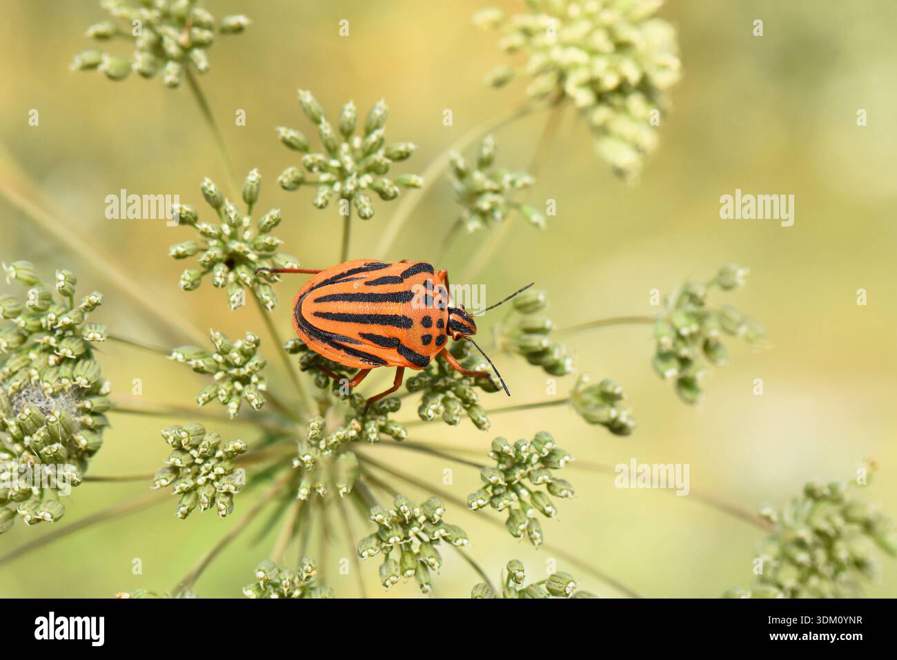 Vue macro de haut en bas d'un insecte du bouclier rayé (Graphosoma italicum) sur un ombel vert de fleurs sauvages à Chypre. Banque D'Images