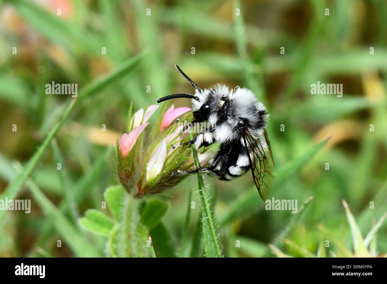 Macro profil d'une abeille minière Ashy (Andrena cineraria) buvant sur une petite fleur sauvage rose dans une prairie chypriote. Banque D'Images