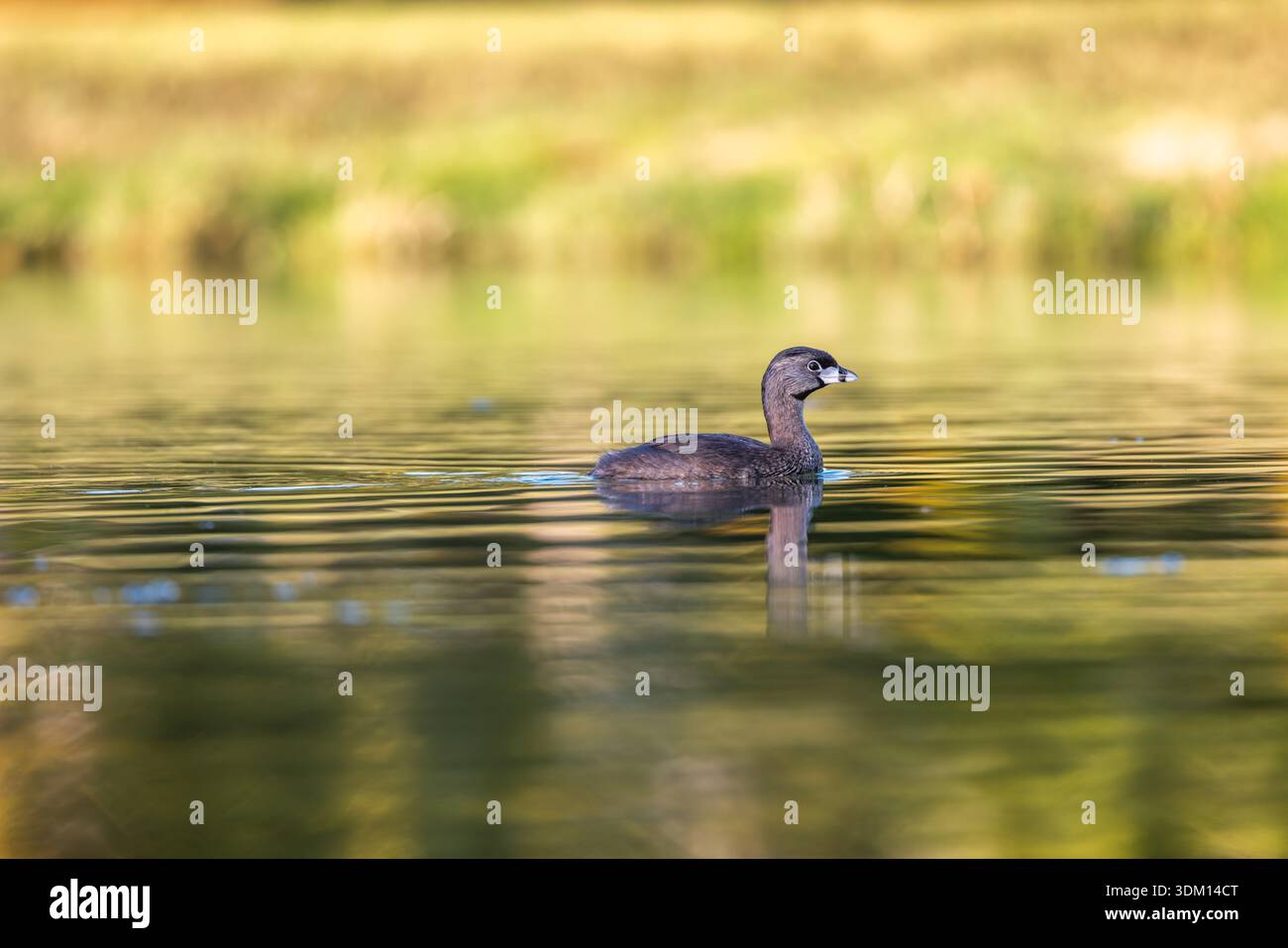 Pied-billed grebe american dabchick, nageant dans l'étang Banque D'Images