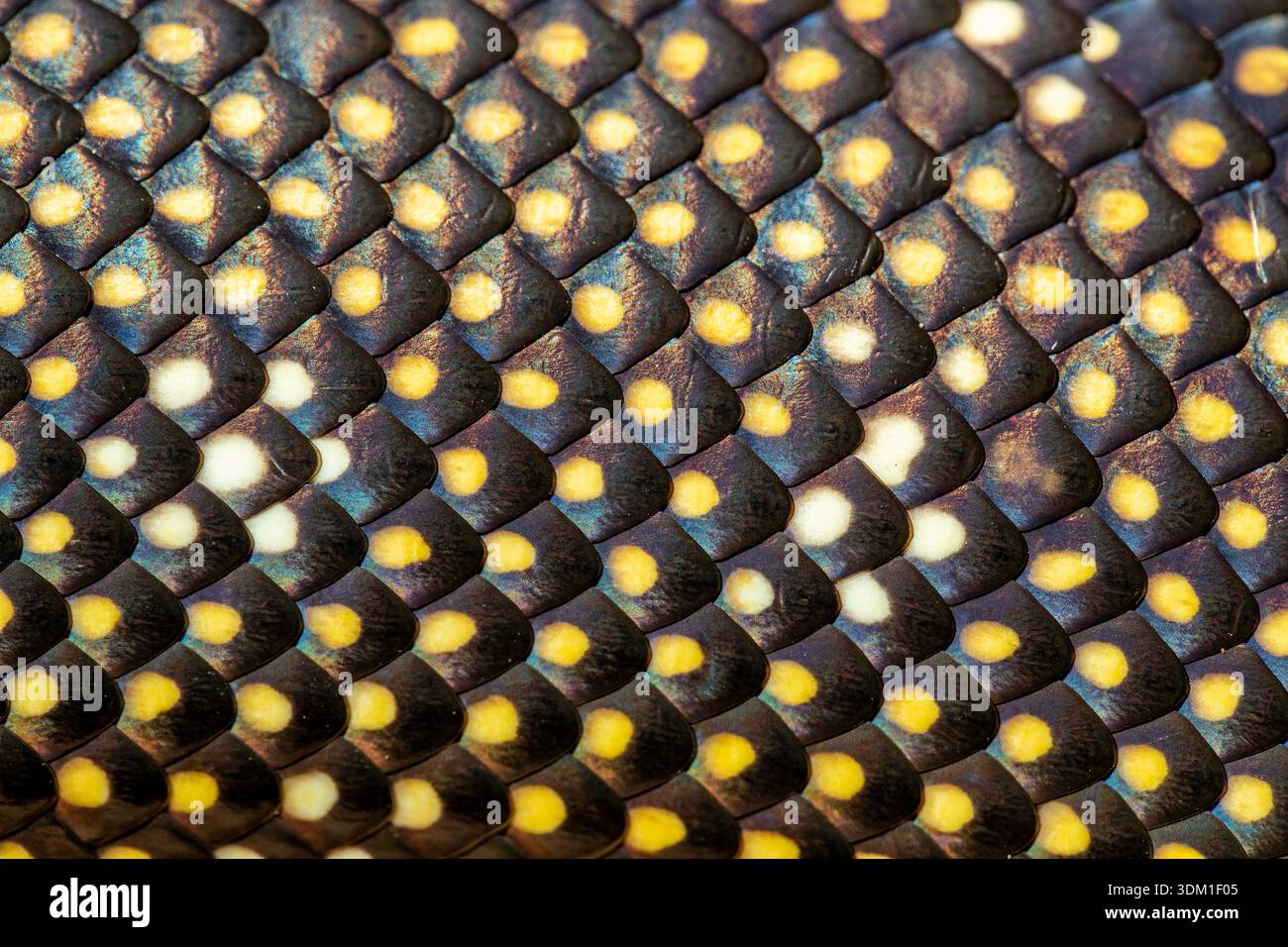Écailles d'un Python australien de diamant Banque D'Images
