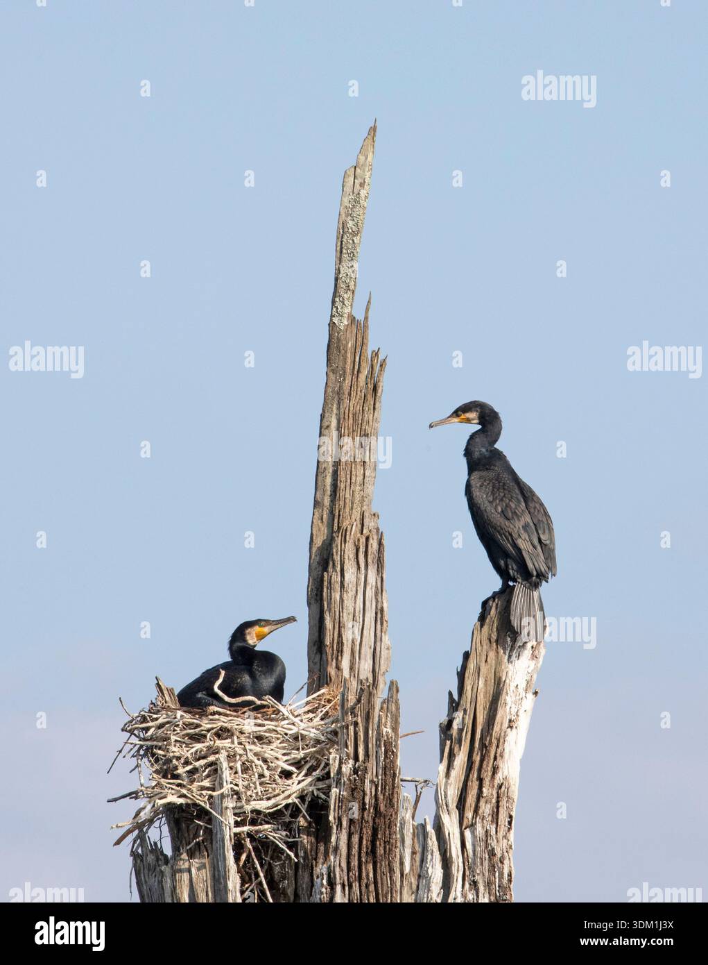 Un couple de cormorans indiens reste près de leur nid pour protéger leurs œufs. Banque D'Images