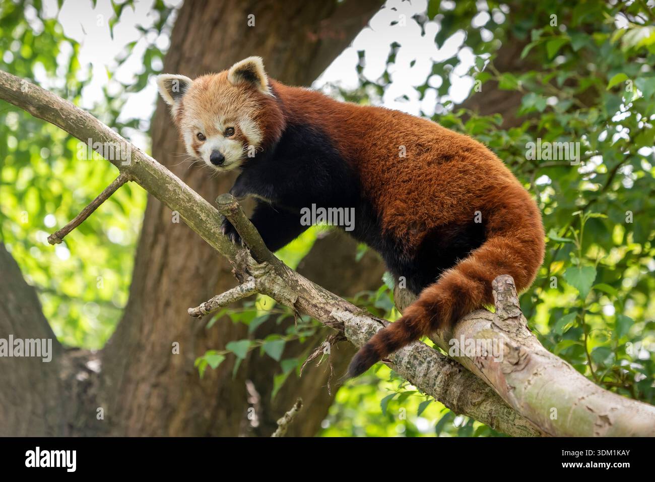 Le panda rouge (Ailurus fulgens) Banque D'Images