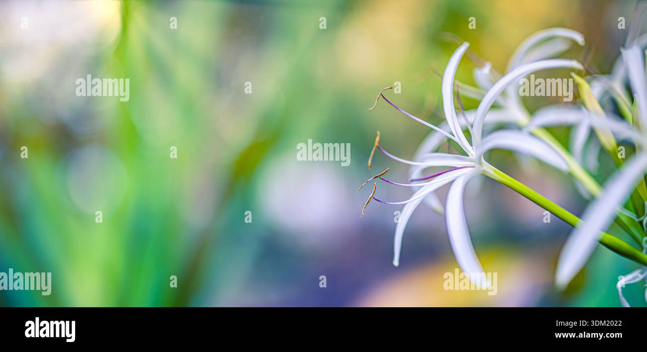 Fleur d’éléphant blanc élégante avec bokeh vert dans un jardin tropical, gros plan. Floraison fraîche. Botanique naturelle plante estivale exotique macro délicate pure Banque D'Images
