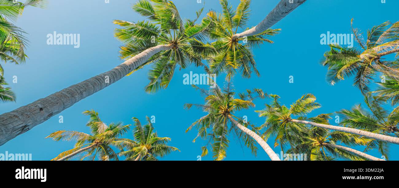 Magnifiques palmiers regardant vers le ciel bleu vif bas angle large canopée tropicale été nature perspective luxuriante frondes vertes fond d'écran vibrant Banque D'Images