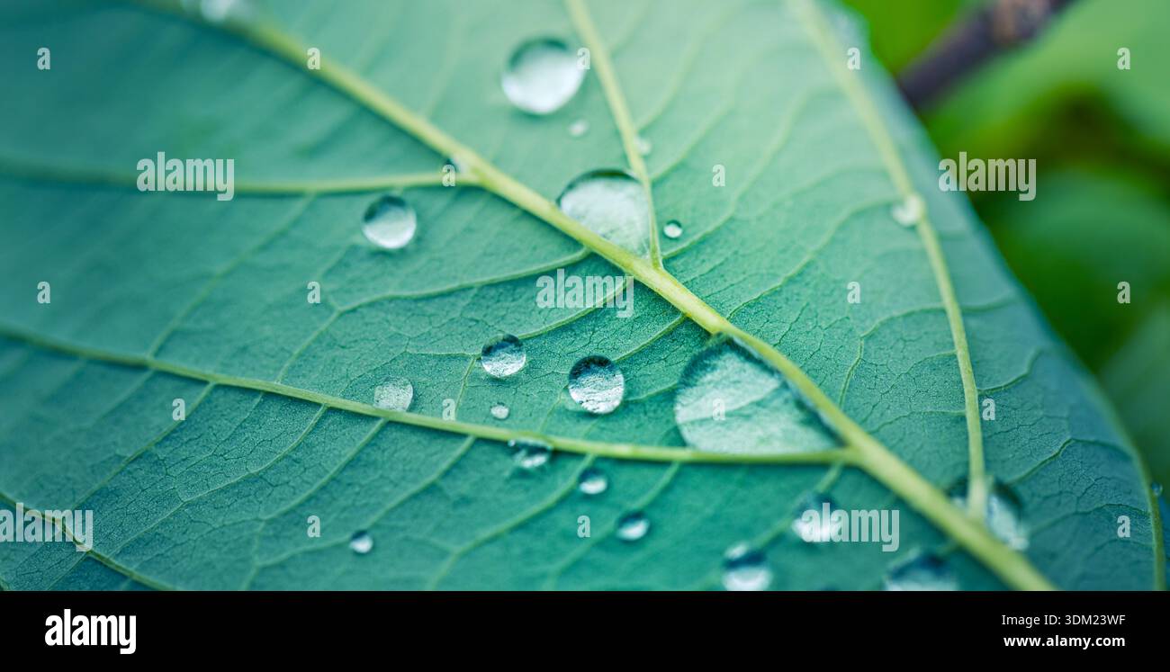 Majestueux vert feuilles gouttelettes d'eau macro nature magnifique botanique gros plan de texture organique fraîche Banque D'Images