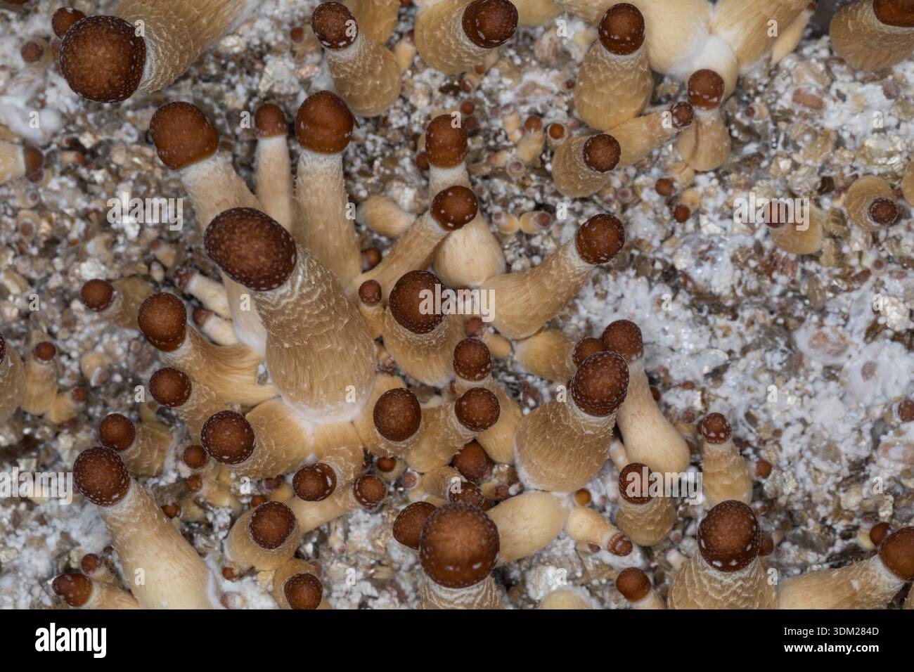 Kubanischer Kahlkopf, Zucht, Pilzzucht, Psilocybe cubensis, Stropharia cubensis, champignon magique, champignon, halo doré, cube, chapeau d'or, bouillie psychédélique Banque D'Images