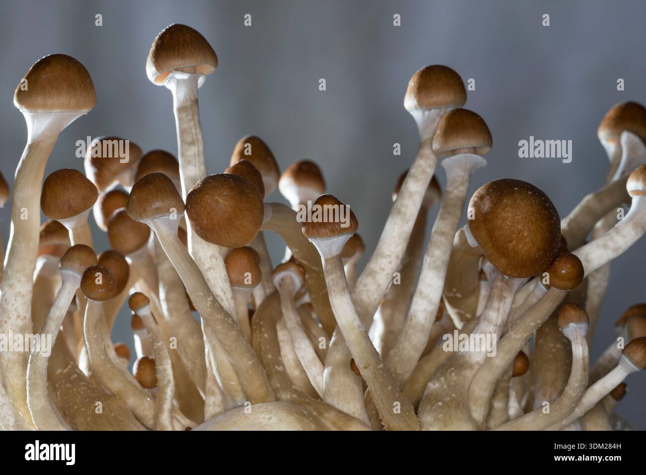 Kubanischer Kahlkopf, Zucht, Pilzzucht, Psilocybe cubensis, Stropharia cubensis, champignon magique, champignon, halo doré, cube, chapeau d'or, bouillie psychédélique Banque D'Images
