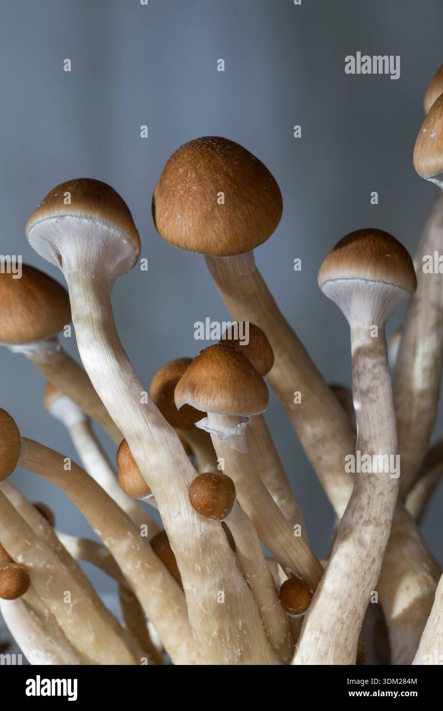 Kubanischer Kahlkopf, Zucht, Pilzzucht, Psilocybe cubensis, Stropharia cubensis, champignon magique, champignon, halo doré, cube, chapeau d'or, bouillie psychédélique Banque D'Images