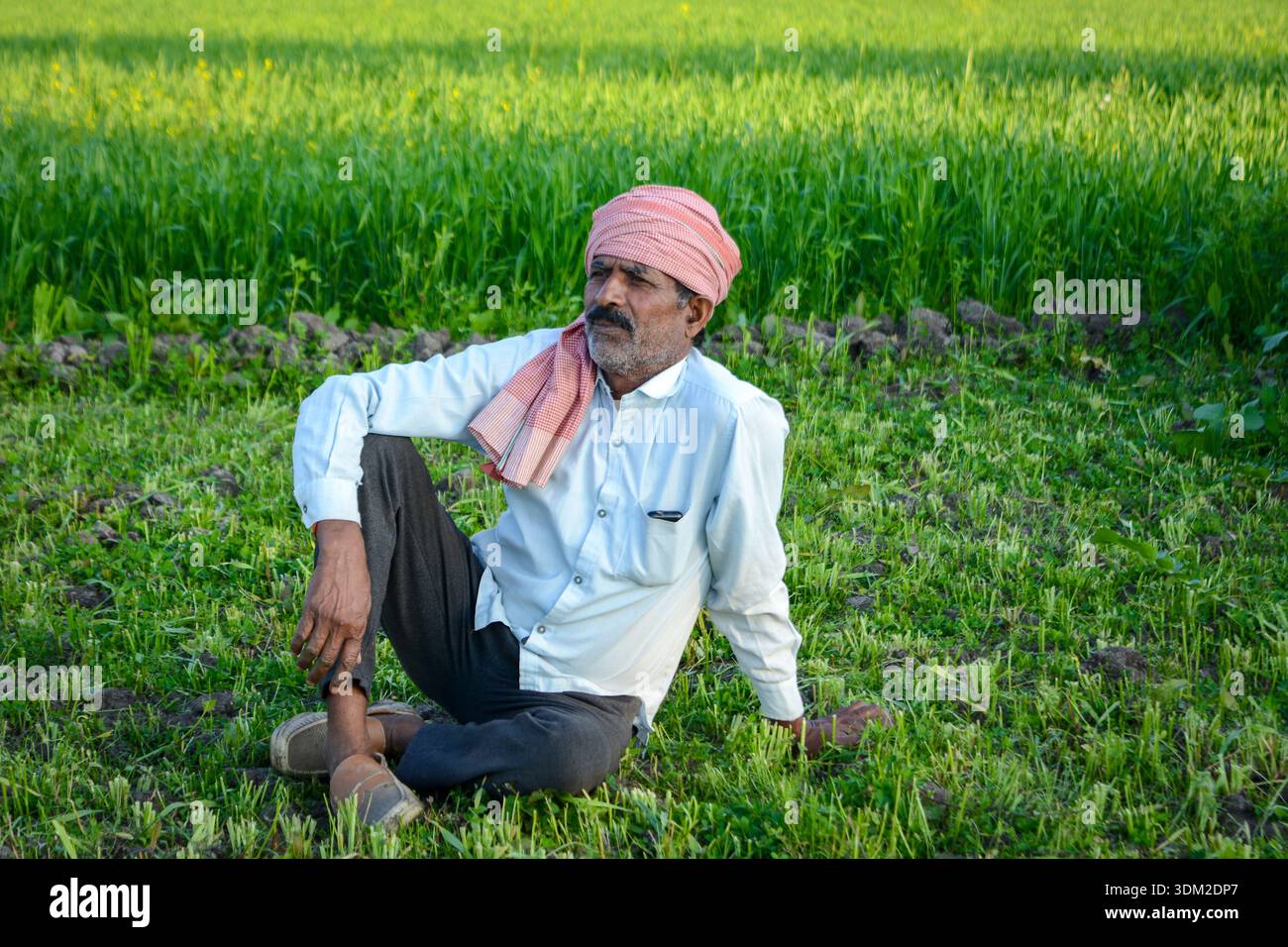 Agriculteur indien expérimenté se reposant dans le champ de campagne Banque D'Images