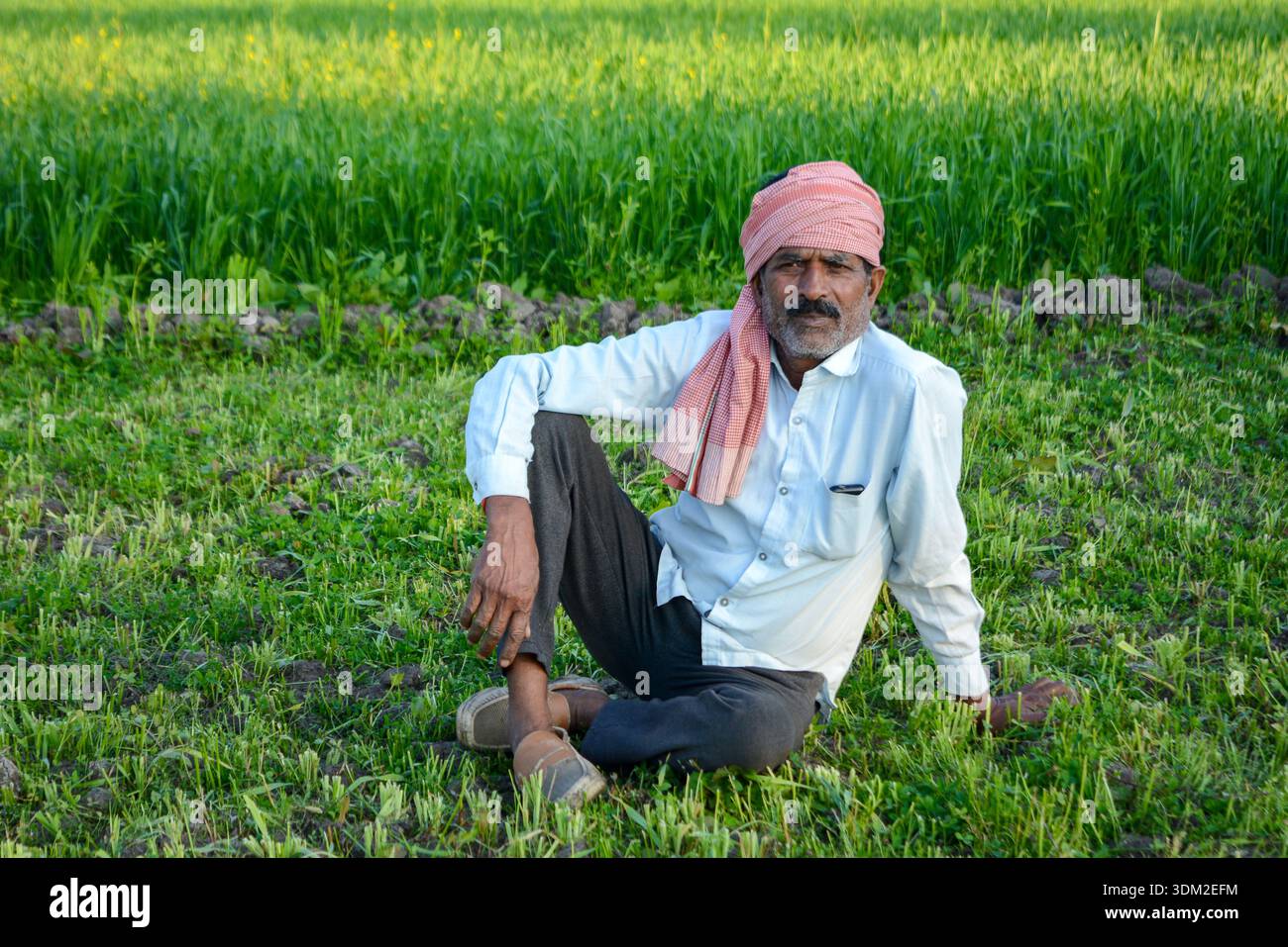 Agriculteur indien expérimenté se reposant dans le champ de campagne Banque D'Images