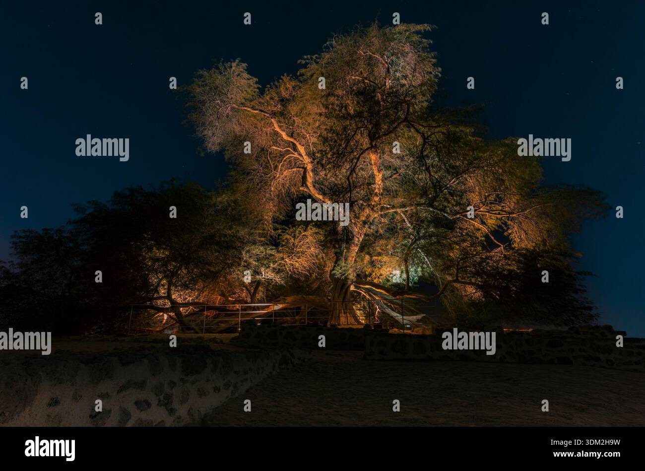 Un mystérieux arbre solitaire dans le désert de Bahreïn la nuit avec l'alignement de la lune à la fin de l'automne. Banque D'Images
