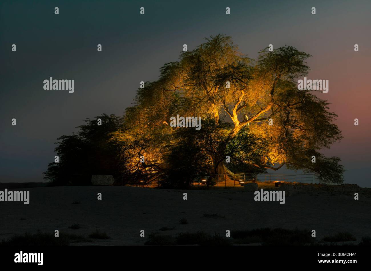 Un mystérieux arbre solitaire dans le désert de Bahreïn la nuit avec l'alignement de la lune à la fin de l'automne. Banque D'Images