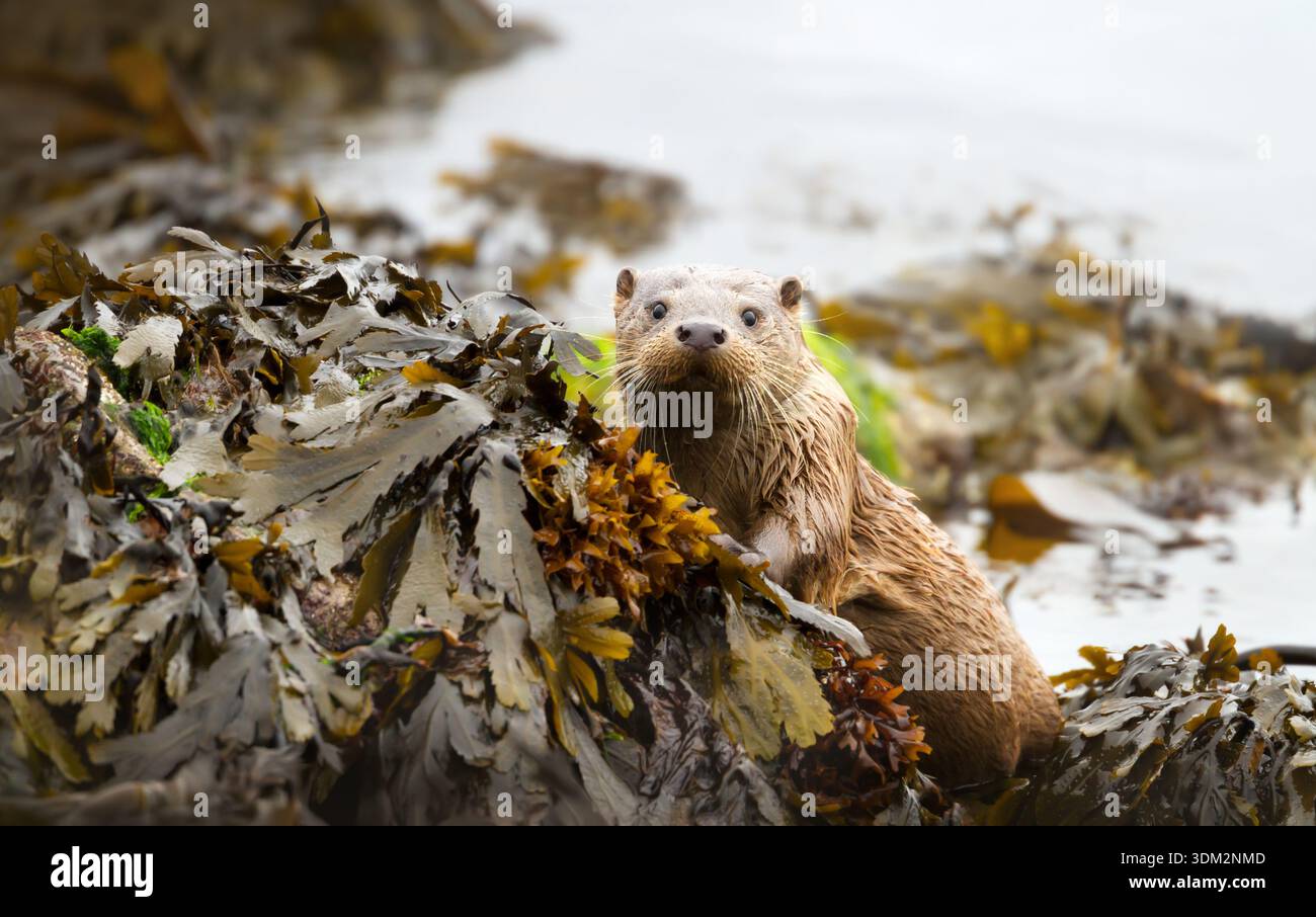 Un jeune enfant de loutre européenne (Lutra lutra) est en alerte sur les algues côtières, au Royaume-Uni. Banque D'Images