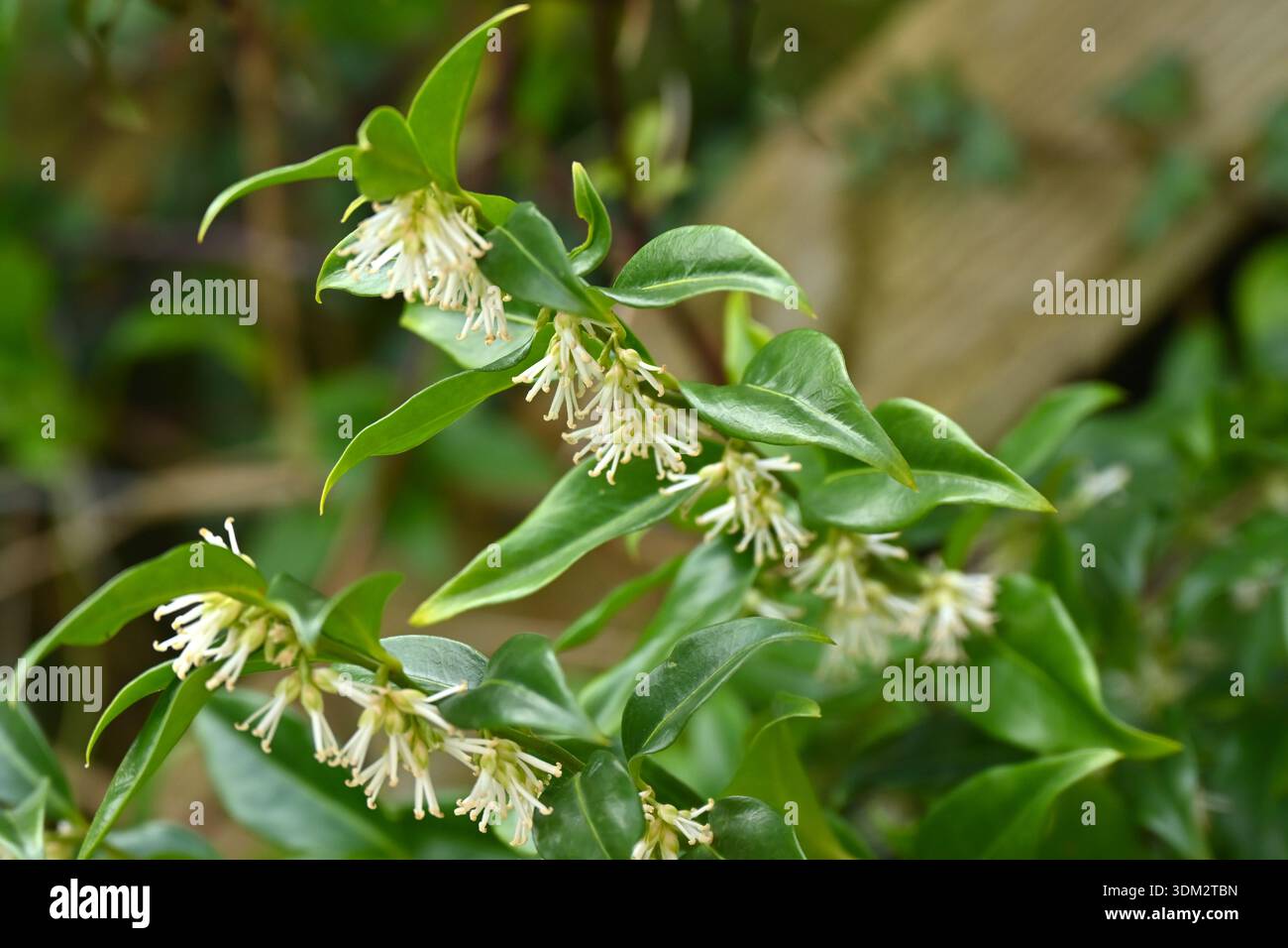 Fleurs d'hiver whte et feuillage persistant de Sweet ou boîte de Noël Sarcococca confusa dans le jardin britannique janvier Banque D'Images