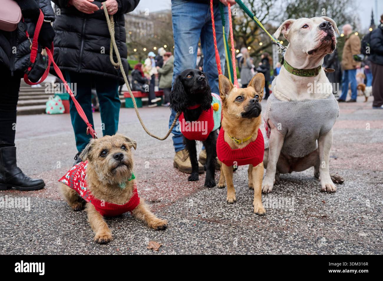 Course de Noël du Père Noël et Santa Paws à Édimbourg Banque D'Images