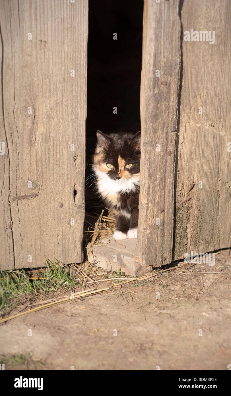 Un petit chaton calico jetant un coup d'œil à travers un étroit espace dans une vieille porte en bois, symbolisant l'éducation rurale, la première exploration et le début de la vie dans le comte Banque D'Images