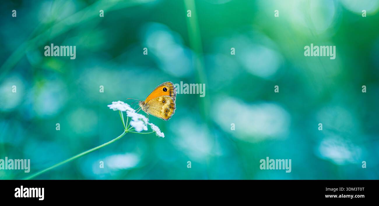 Papillon doré reposant sur l'herbe verte luxuriante dans un pré animé avec un beau flou et un éclairage naturel idyllique lumineux d'été Banque D'Images