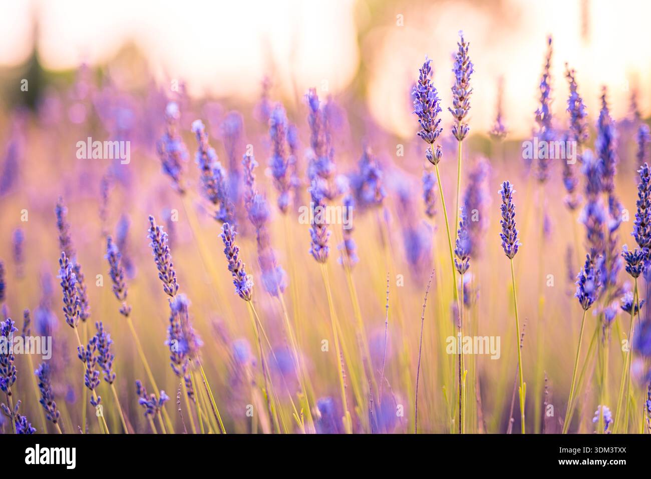 Coucher de soleil gros plan fleurs de lavande avec feuillage flou dans l'agriculture nature prairie avec lumière dorée brillante idyllique et poutres douces arrière-plan bokeh Banque D'Images