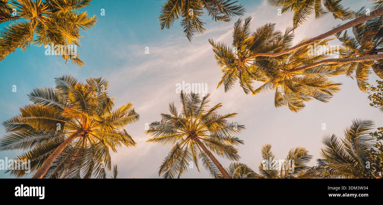 Vue panoramique vers le haut de la canopée de palmiers tropicaux avec le ciel coloré radieux coucher de soleil ciel idyllique île paradisiaque nature luxuriante fond chaud soirée Banque D'Images