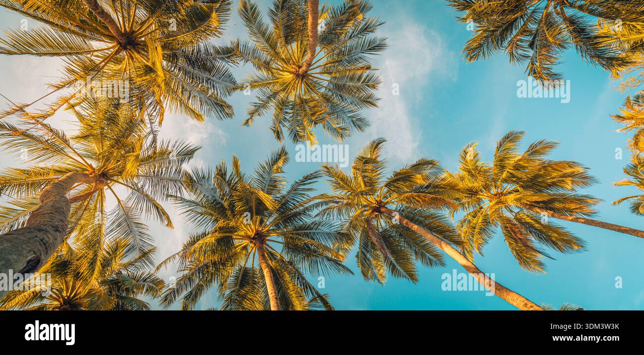 Regardant vers le fond panoramique de la nature tropicale avec de grands palmiers et des feuilles contre le ciel de coucher de soleil coloré radieux atmosphère sereine de l'île d'été Banque D'Images