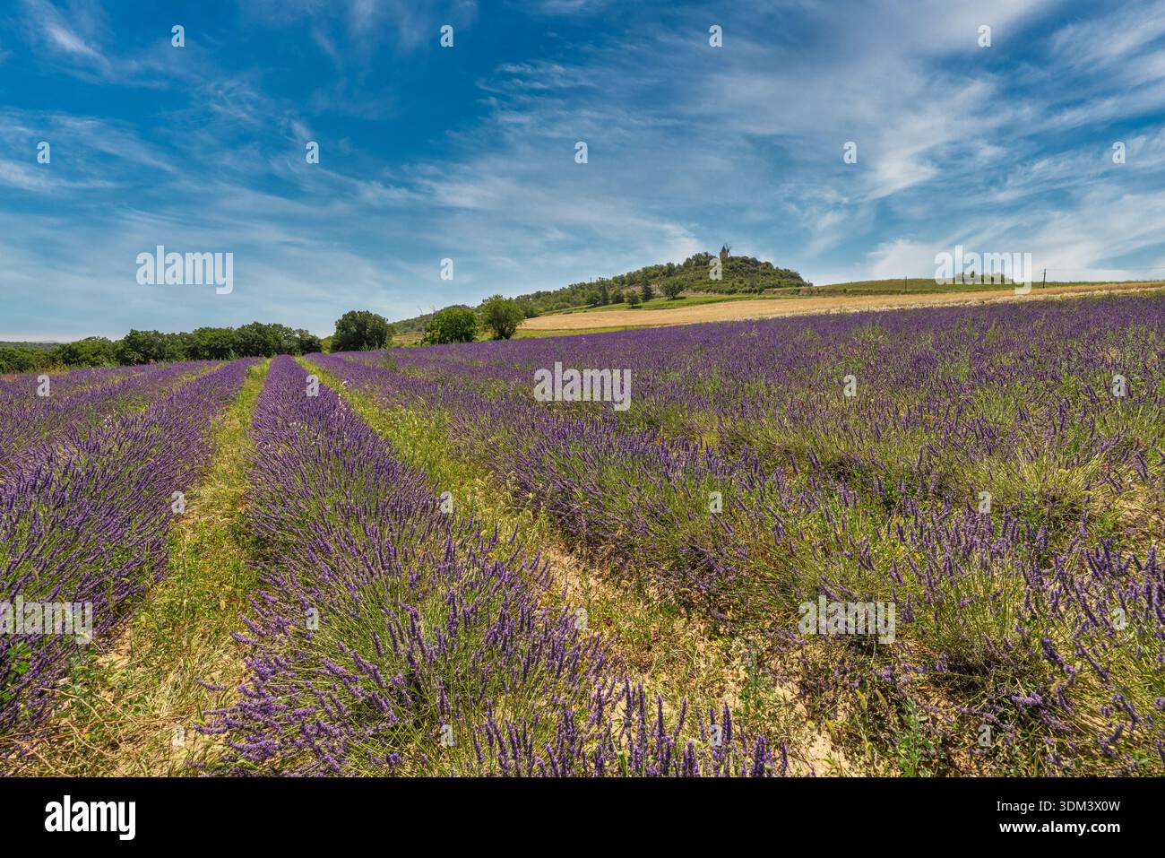 Champs de lavande en Provence, paysage agricole pittoresque, campagne idyllique avec des fleurs violettes vibrantes Banque D'Images