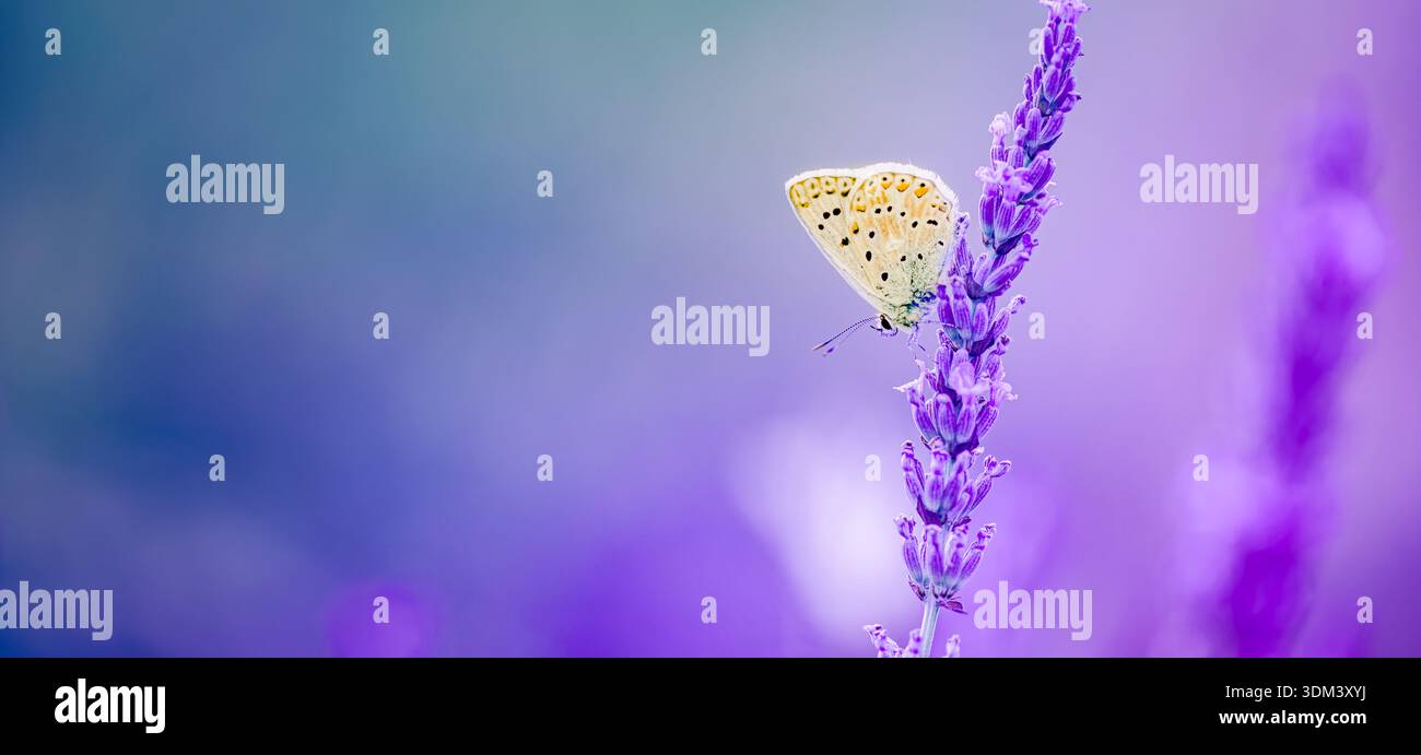 Idyllique nature estivale gros plan fleurs de lavande papillon appréciant le fond floral florissant lumière du soleil douce atmosphère sereine de campagne Banque D'Images