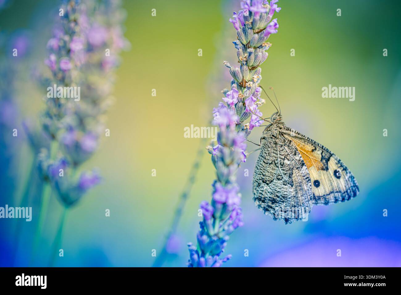 Idyllique nature estivale gros plan fleurs de lavande papillon appréciant le fond floral florissant lumière du soleil douce atmosphère sereine de campagne Banque D'Images