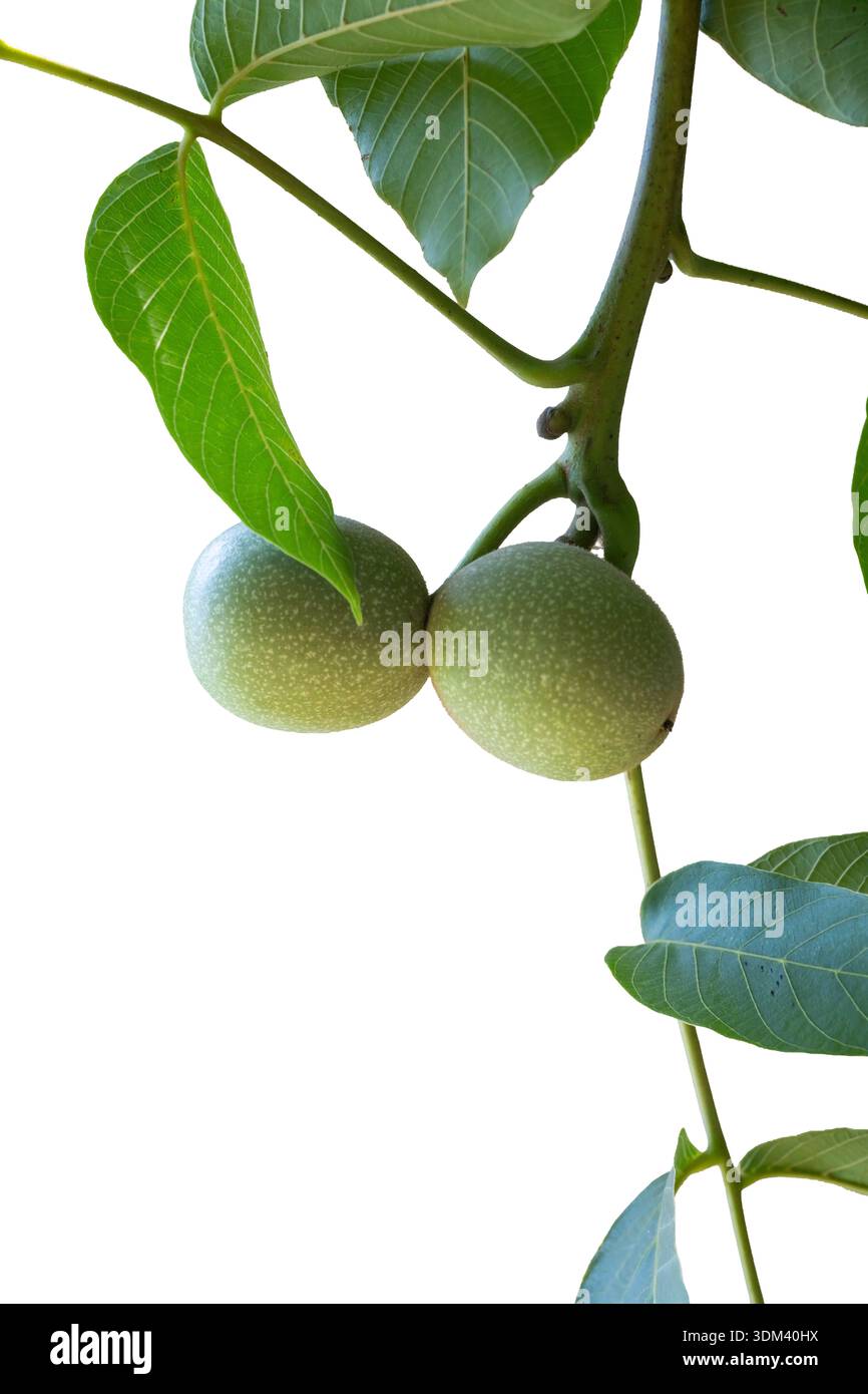 Noix vertes non mûres crues suspendues ensemble sur une branche de noyer feuillu, montrant le développement précoce des fruits dans un environnement naturel organique. Banque D'Images
