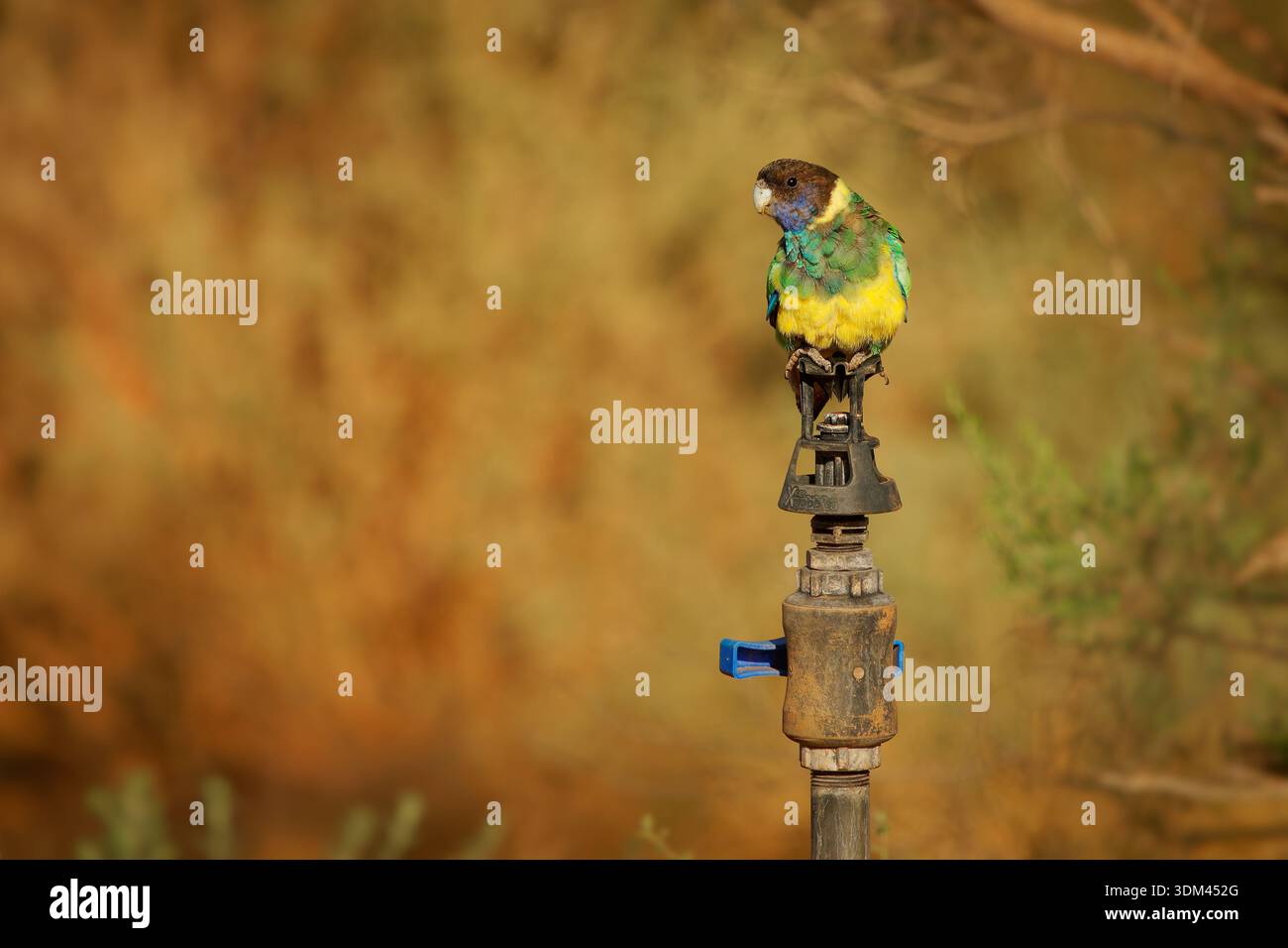 Le ringneck australien - Barnardius zonarius est le perroquet originaire d'Australie, deux premières espèces du perroquet de Port Lincoln (Barnardius zonarius) et de Mallee Ringne Banque D'Images