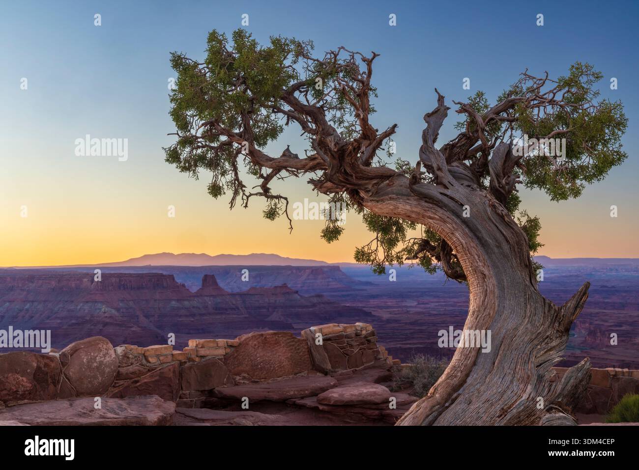 Un genévrier gracieux se courbe gracieusement au-dessus de Canyonlands et des montagnes Abajo au loin, dans le parc d'État de Dead Horse point près de Moab, Utah. Banque D'Images