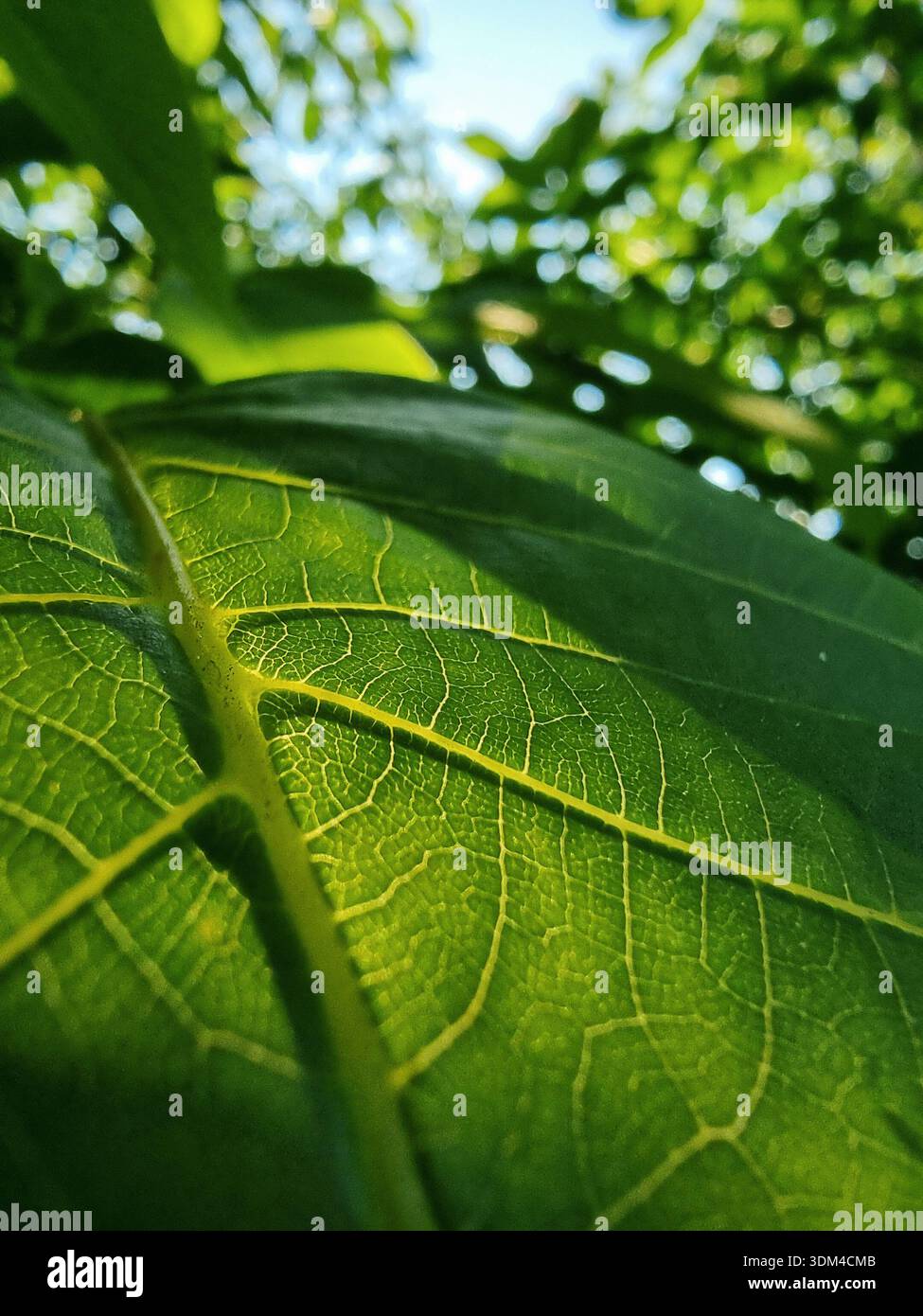 Gros plan des veines vertes ensoleillées. gros plan d'une feuille de noyer vibrante. Jardin flou et ciel bleu en arrière-plan - un thème de la nature Banque D'Images