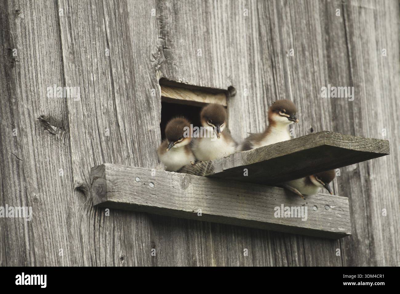 Goosander (Mergus merganser) un jour jeunes jeunes jeunes à la tanière d'élevage dans une grange de champ, quelques secondes devant sauter dans la profondeur, Allgaeu, BAV Banque D'Images