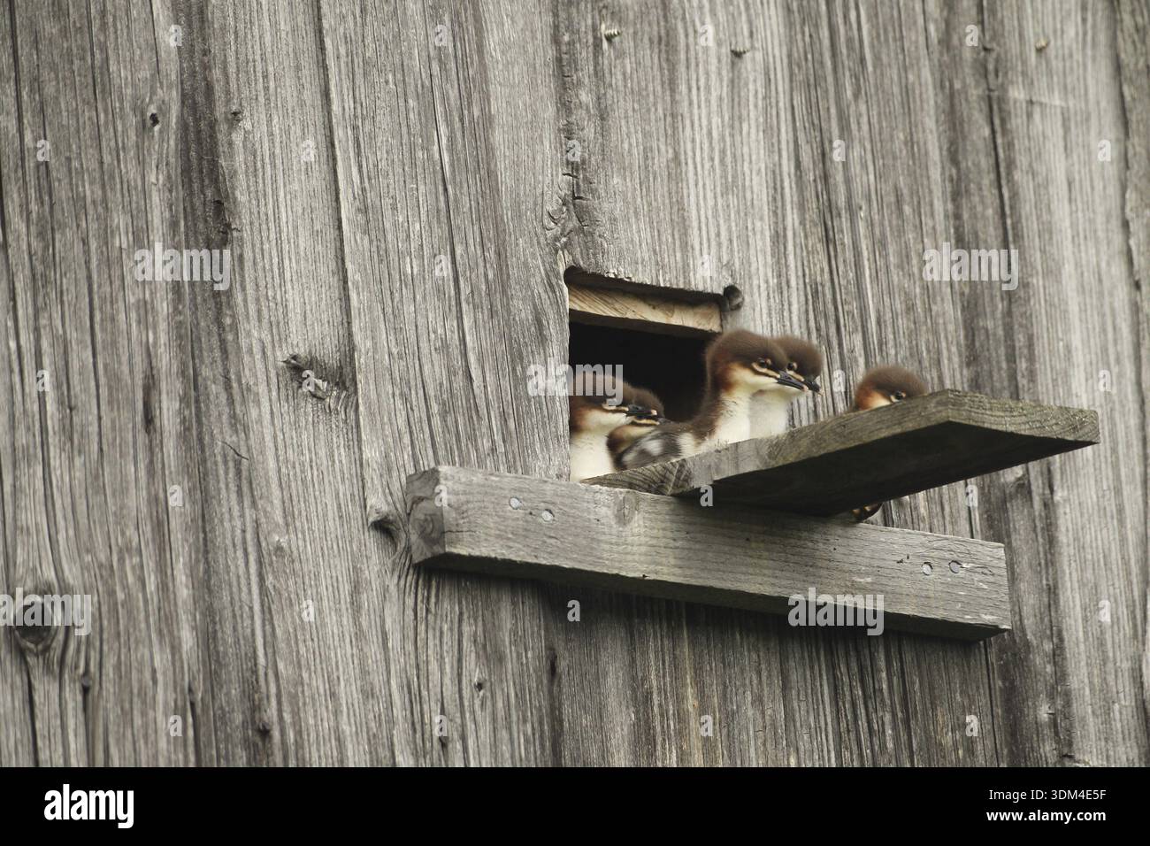 Goosander (Mergus merganser) un jour jeunes jeunes jeunes à la tanière d'élevage dans une grange de champ, quelques secondes devant sauter dans la profondeur, Allgaeu, BAV Banque D'Images