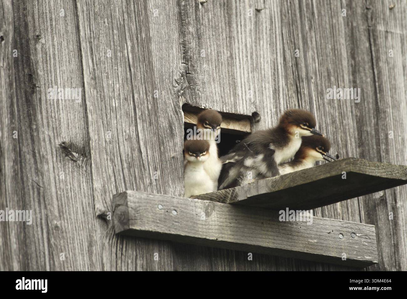Goosander (Mergus merganser) un jour jeunes jeunes jeunes à la tanière d'élevage dans une grange de champ, quelques secondes devant sauter dans la profondeur, Allgaeu, BAV Banque D'Images