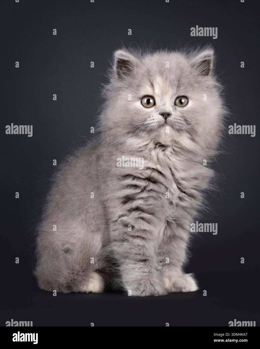 Adorable chaton bleu tortie British Longhair, assis assis face aux côtés. Regarder vers la caméra avec une expression douce et amicale. Isolé sur fond noir. Banque D'Images