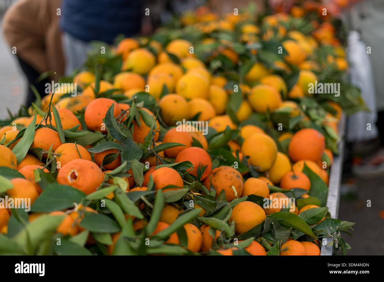 Mandarines fraîches avec des feuilles vertes sur l'étalage du marché Banque D'Images