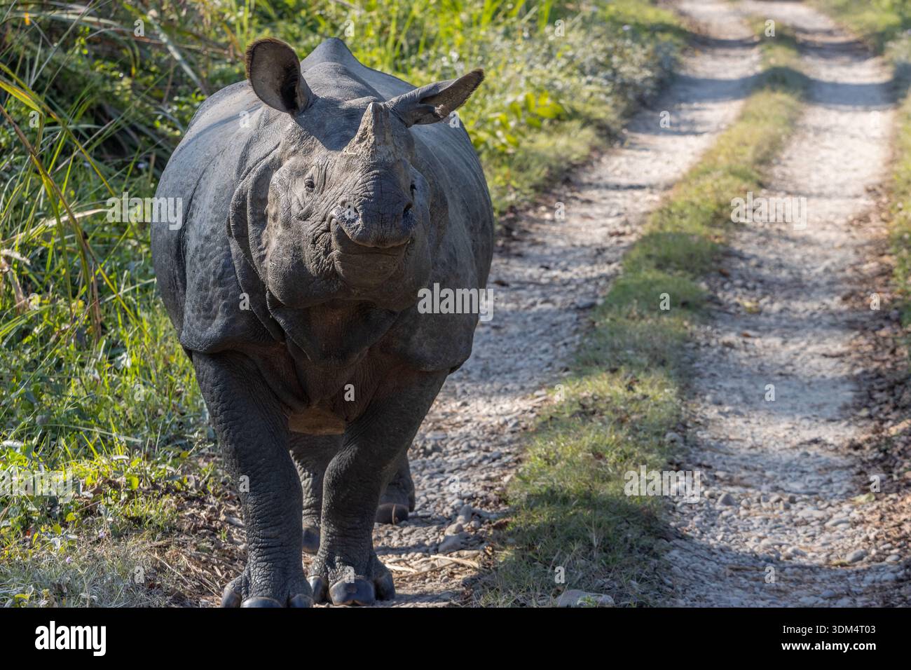 Rhinocéros indiens sauvages (Rhinoceros unicornis) marchant dans le parc national de Chitwan, un site du patrimoine mondial de l'UNESCO dans la région du Terai, province de Bagmati, Népal Banque D'Images